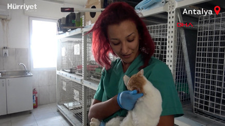 Antalyada dehşet: 3 pitbull, 12 kediyi öldürdü Antalyada dehşet: 3 pitbull, 12 kediyi öldürdü