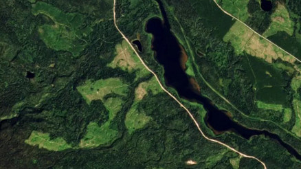BBC araştırması: Yenilenebilir enerji üretimi için yaşlı ormanlar kesiliyor