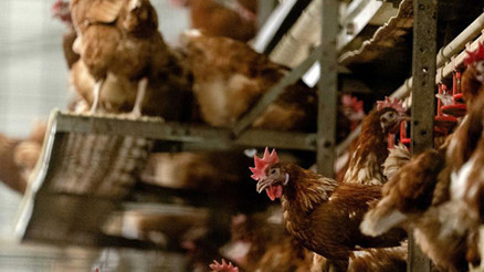 Son bir yıl içinde İngiltere ve Avrupada 48 milyon kuş itlaf edildi