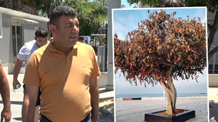 Mersinde ağacın kurutulmasında sanıklara 4 yıla kadar hapis istendi