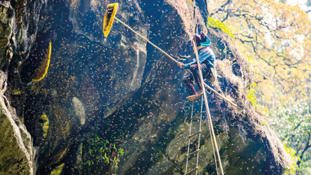 Arıların peşinden yollara düşelim... Arıların peşinden yollara düşelim...