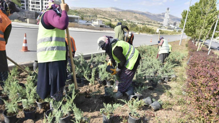 Başkenti renklendiren ağaç ve bitkiler