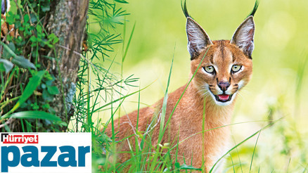 Darısı diğerlerinin başına