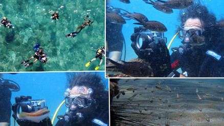 Keşif dalışında ilk defa görüldü: Zehirli dikenli çizgili kedi balığı Akdenize yerleşti