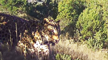 Nesli tehlike altındaki Anadolu leoparı fotokapanda