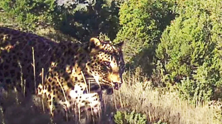 Anadolu Leoparı yüzünü aylar sonra bir kez daha gösterdi