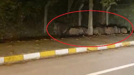Yalova’da domuz sürüsü kara yoluna indi