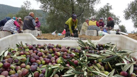 Balıkesirin zeytinleri, komando ve kameralarla korunacak Balıkesirin zeytinleri, komando ve kameralarla korunacak