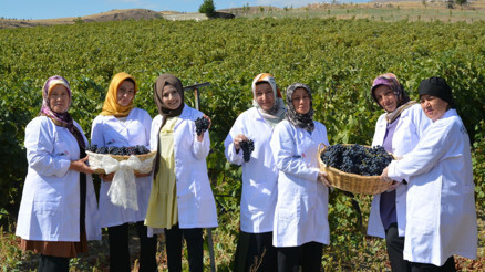 Kalecik karası kıtalar arası