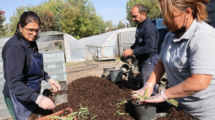 Çankaya’ya 250 bin kışlık çiçek