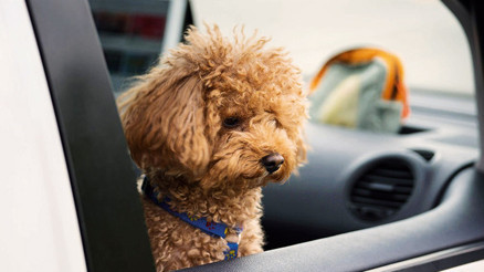 Otomobili ve içindeki köpeği çalınan Uğur Ten, hırsızlara seslendi: İncirim gelsin yeter