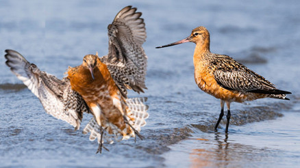 ‘Rekortmen kuş’ Türkiye’de Göç güzergâhı olmamasına rağmen neden ülkemize geldi Sanki ceplerinde harita taşıyorlar