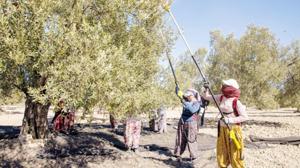 Ölmez ağaç hasadı ömür uzatır... Ölmez ağaç hasadı ömür uzatır...