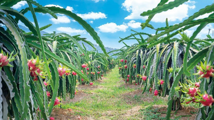 Pitaya tamam sapote yolda Tropikal meyveler Türkiye’yi sevdi Pitaya tamam sapote yolda Tropikal meyveler Türkiye’yi sevdi