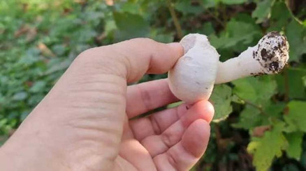 Düzcede mantardan 23 kişi zehirlendi