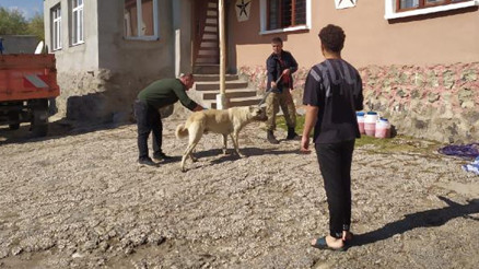 Bitlisteki kuduz vakaları kesinleşti: Prof. Dr. Cengiz açıkladı