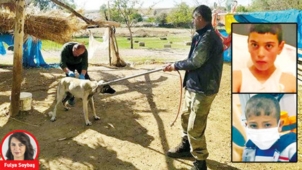 Sokak hayvanları tartışması yeniden alevlendi