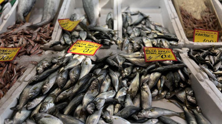 Çinekop bollaştı, fiyatı düştü