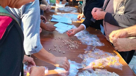 Ata tohumları ücretsiz dağıtıldı