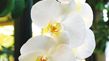 Biyokaçakçılıkta gözde