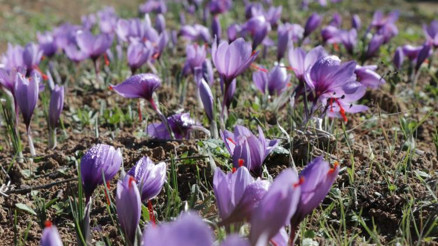 Güneşli hava verimi artırdı 45 günde 4 milyonluk hasat