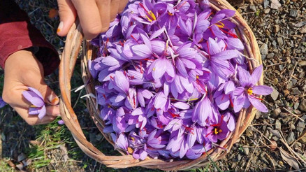 2 dönümden 500 gram çıkıyor Gramı 60 liradan satılıyor