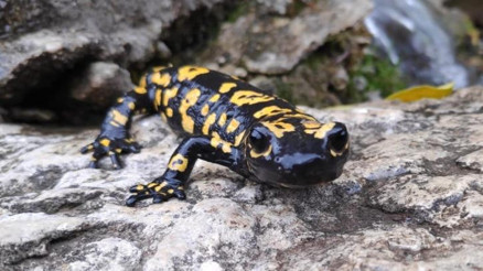 Tunceli’de nesli tükenme tehlikesinde olan ‘Türk Semenderi’ görüldü