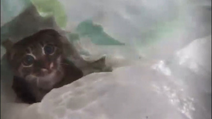 Araçlarının bagajındaki çuvaldan 2 kedi çıktı İşte verilen ceza...