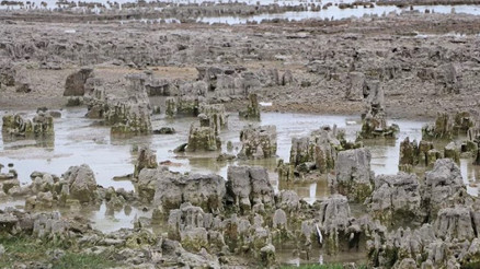 Van Gölünün çekilmesiyle mikrobiyalit tarlası ortaya çıktı