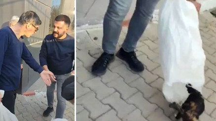 Bilecikte kedileri çuvalla toplayan çalışanlara soruşturma
