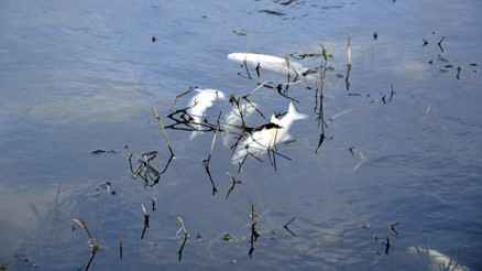 Yuvalı Deresindeki balık ölümlerine inceleme