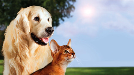 Veterinerler çağrı yaptı: Çip bitti süre uzasın