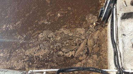 İzmit Körfezi, kısmen kahverengiye büründü İzmit Körfezi, kısmen kahverengiye büründü