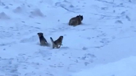 Tuncelide karlı dağa tırmanan dağcıları, ayı saldırısından Kangal köpekleri kurtardı