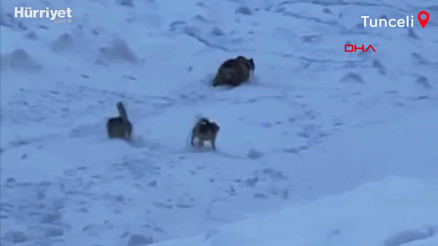 Dağcıları, ayı saldırısından Kangal köpekleri kurtardı
