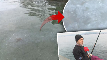 İstanbul Boğazında denizanası yoğunluğu: Balık stoklarını etkiliyor