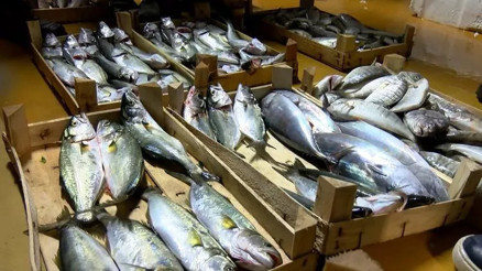 Ocak ayında hangi balıklar yenir İşte Ocakta yenmesi lezzetli balıklar