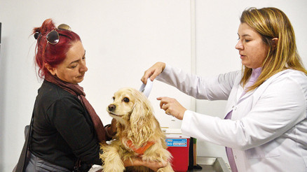 Çipsiz hayvanlar da tedavi edilecek