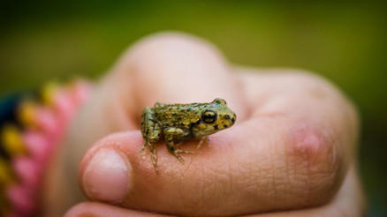 10 SORUDA SİĞİL DOSYASI | Kurbağa ellemekle bulaşır mı Sirke sürmek iyileştirir mi Hangi hastalıkların habercisi 10 SORUDA SİĞİL DOSYASI | Kurbağa ellemekle bulaşır mı Sirke sürmek iyileştirir mi Hangi hastalıkların habercisi