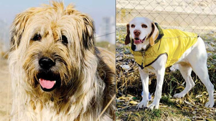 En güzel 2023 takvimi barınak güzelleri