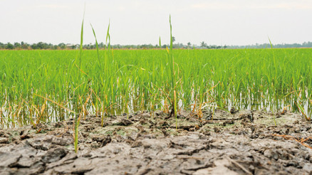Hububatta çifte tehlike