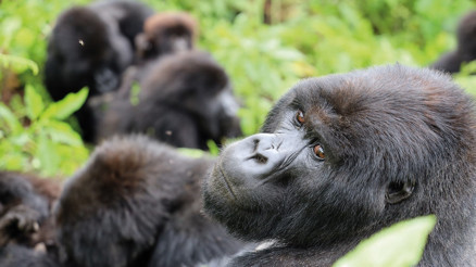 200 kiloluk dağ gorillerinden insana ve doğaya şefkat dersi