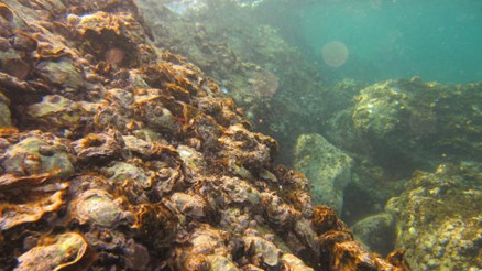 Karadenizde Pasifik istiridyesi istilası Karadenizde Pasifik istiridyesi istilası