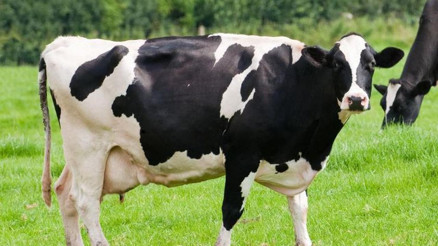Şap hastalığı nedir, tehlikeleri nelerdir