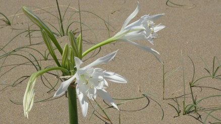 Kum zambakları doğaya dönüyor