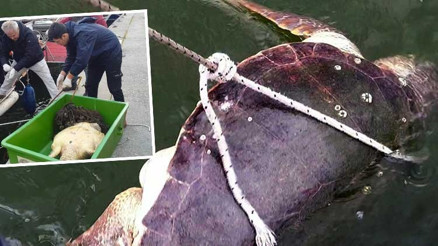 İztuzu açıklarında ölü caretta caretta bulundu