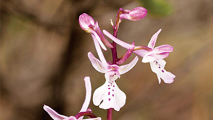 Kışın alameti farikası