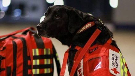 Meksika, meşhur arama kurtarma köpeklerini Türkiyeye yolluyor