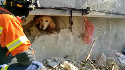 Portekiz’den gelen ekip Antakya’da bir köpeği kurtardı