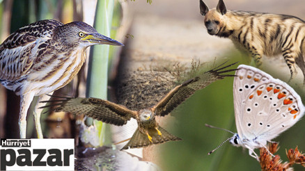 Kızılca kuyrukkakan, boz çinte, altın avurtlak... Onları korumamız şart Kızılca kuyrukkakan, boz çinte, altın avurtlak... Onları korumamız şart